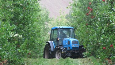 Shaking the cider apples of the trees